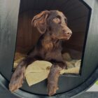 Hondenhok 450 liter (gebruikt) eikenhouten wijnvat